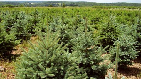 Les producteurs de l'AFSNN souhaitent sensibiliser la distribution sur la nécessité de ne pas se faire livrer les sapins de Noël trop tôt, pour éviter la chute prématurée des aiguilles.PHOTO : AFSNN