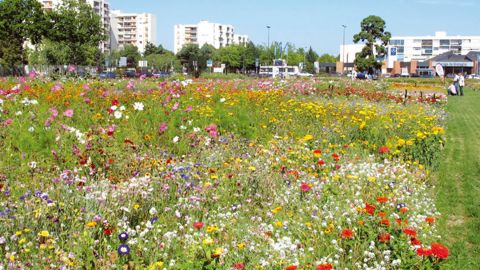 Précurseur dans les mélanges, Plan Ornemental (et sa marque Bertrand Frères) propose quatre-vingts solutions pour prairies fleuries. Notre photo : présentation in situ, en 2012, sur le site d'Angers (49). Précurseur dans les mélanges, Plan Ornemental (et sa marque Bertrand Frères) propose quatre-vingts solutions pour prairies fleuries. Notre photo : présentation in situ, en 2012, sur le site d'Angers (49).