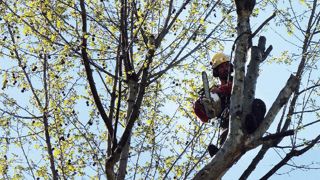 Le secteur des jardins et espaces verts se situe en cinquième position des accidents avec arrêt de travail dus à des chutes de hauteur recensés par la MSA.PHOTO : PASCAL FAYOLLE Le secteur des jardins et espaces verts se situe en cinquième position des accidents avec arrêt de travail dus à des chutes de hauteur recensés par la MSA.PHOTO : PASCAL FAYOLLE