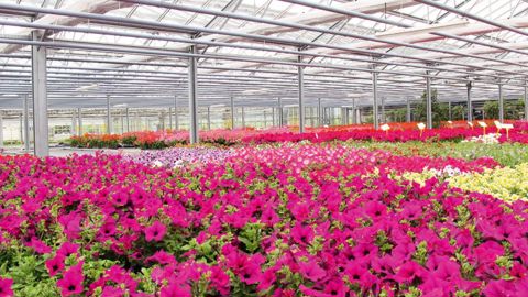 Le rythme de disparition des entreprises horticoles est de 4 % par an depuis 2012. Le chiffre d'affaires de l'ensemble des établissements régresse, même si le chiffre moyen par entreprise est en hausse.PHOTO : ODILE MAILLARD