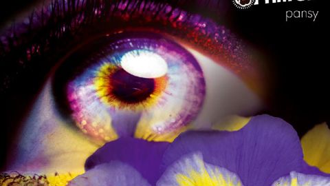 Melba s'investit dans un programme français de création variétale qui a donné naissance aux pensées Prim'Up.PHOTO : SMACT