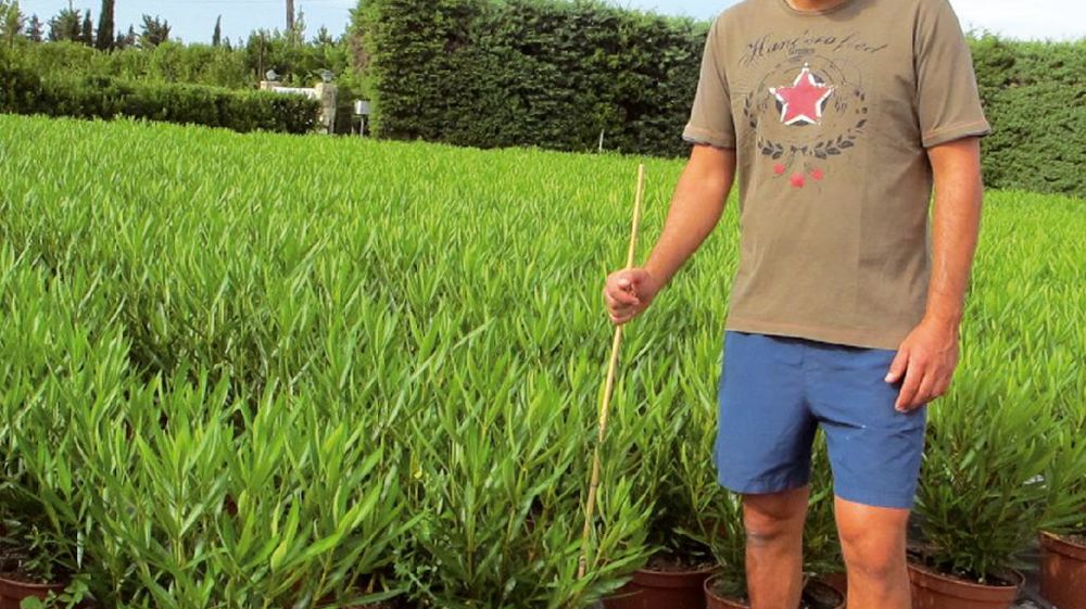 Olivier Faure, cogérant de la pépinière Les Lauriers du Pont du Gard, à Sernhac, présente la culture en conteneur de 15 litres, début juillet.