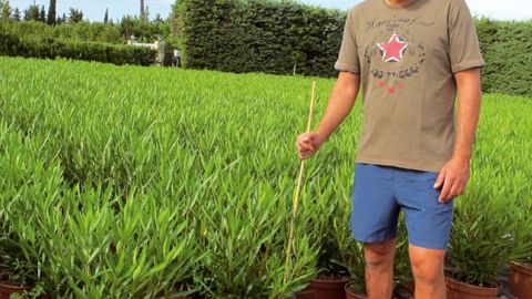 Olivier Faure, cogérant de la pépinière Les Lauriers du Pont du Gard, à Sernhac, présente la culture en conteneur de 15 litres, début juillet.