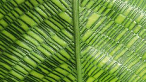 Le 4 février prochain, l'IRHS présentera, entre autres, les méthodes permettant d'analyser la perception que les consommateurs ont d'un végétal.