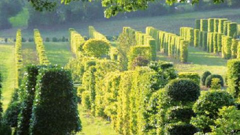 Rideaux, parasols, cubes, coussins, doubles et triples boules, pyramides : un choix de haies à la française...PHOTO : DENIS HENNEGUEZ