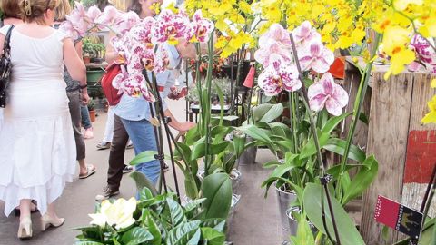 Plongez dans le végétal : tel est le thème du prochain Salon du végétal, à Angers, du 17 au 19 février. Les conférences de l'espace Prospectives végétales viseront à donner des éléments de réponse sur la manière de réussir cette plongée !