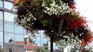 Quel fleurissement pour les collectivités dans le contexte économique actuel ? Le CNVVF invite à y réfléchir le 23 novembre.