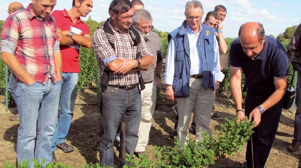Dirigeant des Serres du Loir, Philippe Étienne (à droite) présente son système simplifié de tuteurage mis au point pour la culture et le relevage des chrysanthèmes en « cascades ». Dirigeant des Serres du Loir, Philippe Étienne (à droite) présente son système simplifié de tuteurage mis au point pour la culture et le relevage des chrysanthèmes en « cascades ».