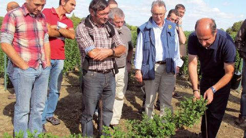 Dirigeant des Serres du Loir, Philippe Étienne (à droite) présente son système simplifié de tuteurage mis au point pour la culture et le relevage des chrysanthèmes en « cascades ».