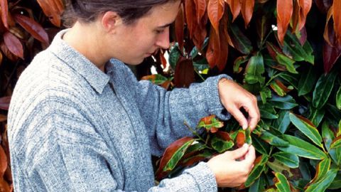 Sur le terrain, les observateurs vont bénéficier de fiches plus simples d'utilisation que le guide publié en 2011 par Plante & Cité.PHOTO : JÉRÔME JULLIEN