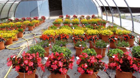 Les végétaux fleuris tolérants à la sécheresse pour balcons et massifs répondent à une nouvelle demande des consommateurs, d'où la mise en place de programmes de recherche spécifiques, comme ici au CDHR, à Saint-Cyr-en-Val (45).