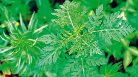 Ambrosia artemisiifolia progresse en France, favorisée notamment par sa grande tolérance aux stress écologiques et la viabilité de ses graines dans le sol.PHOTO : JOHN D. BYRD, MISSISSIPPI STATE UNIVERSITY, BUGWOOD.ORG