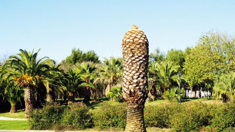 La zone « French Riviera » (bande côtière de 50 kilomètres de profondeur entre Marseille et Nice) est la première région française enregistrée sur le site http ://whatsinvasive.comPHOTO : ODILE MAILLARD