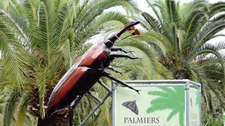 Les palmiers sont en grand danger en raison du développement rapide du charançon rouge et du papillon Paysandisia archon. Ce sera le thème du colloque de Nice du 16 au 18 janvier.PHOTO : E. CHAPIN Les palmiers sont en grand danger en raison du développement rapide du charançon rouge et du papillon Paysandisia archon. Ce sera le thème du colloque de Nice du 16 au 18 janvier.PHOTO : E. CHAPIN