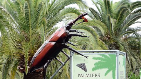 Les palmiers sont en grand danger en raison du développement rapide du charançon rouge et du papillon Paysandisia archon. Ce sera le thème du colloque de Nice du 16 au 18 janvier.PHOTO : E. CHAPIN