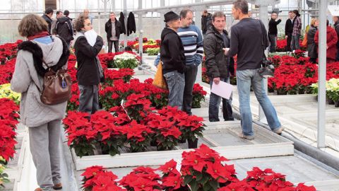 Les producteurs ont observé la tenue des cultivars de poinsettias produits à la station et proposés par Dümmen, Holimco, Lazzeri, Syngenta, Volmary et Challet-Hérault.