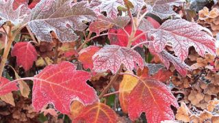 PHOTO : ODILE MAILLARD