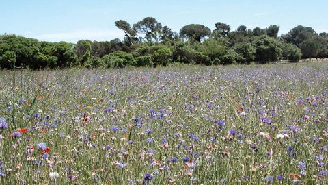 Le domaine de Méric, à Montpellier, est l'un des cinquante-six sites en France qui viennent de se voir attribuer le label de gestion écologique des espaces verts ÉcoJardin®.