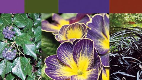 Le nuancier « Mystère » illustre la première des trois thématiques du cahier Automne-hiver 2013-2014. Elle présente Hedera hiberica, Primula 'Star' Flame (obtention Rudy Raes), et Ophiopogon planiscapus nigrescens.PHOTO : SMACT-MÉDIOFLOR