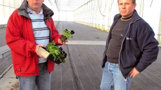 « Nos plants en motte, distancés dès le départ, cultivés à froid et sans régulateur de croissance, peuvent attendre un moment avant plantation. Ils ont une reprise très rapide car les racines ne sont pas abîmées. Nous croyons aux produits de saison », soulignent Bruno (à gauche) et Fabrice Dessevre.