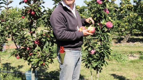 Pour Arnaud Delbard, PDG des Pépinières et roseraies Georges Delbard (PRGD), à Malicorne (03), la pérennité de l'entreprise passe par l'évolution permanente des travaux de sélection. Ici, il présente le pommier colonnaire 'Villandry' qui fait partie d'une collection de six variétés de couleur et de maturité différentes. 