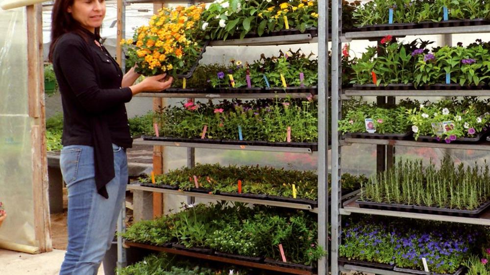 « Nous produisons du plant raciné issu de boutures, – des méditerranéennes, des vivaces, des aromatiques –, destiné aux professionnels », détaille Sylvie Ligabue.