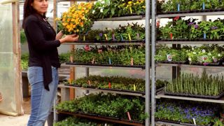 « Nous produisons du plant raciné issu de boutures, – des méditerranéennes, des vivaces, des aromatiques –, destiné aux professionnels », détaille Sylvie Ligabue.