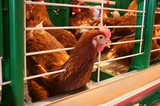 300 éleveurs de volailles travaillent pour le groupe Doux