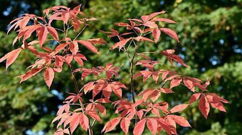 ©C. DESHEULLES ©C. DESHEULLES