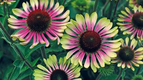 ©Jelitto  ©Jelitto 