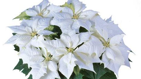 Photo ©Lazzeri Photo ©Lazzeri