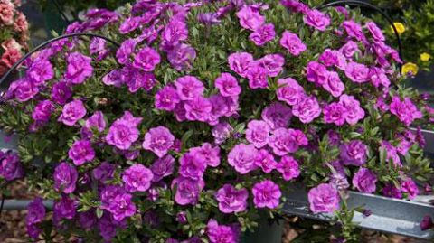 ©Fleuroselect  ©Fleuroselect 