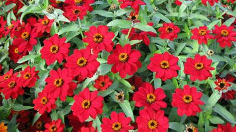 ©Fleuroselect  ©Fleuroselect 