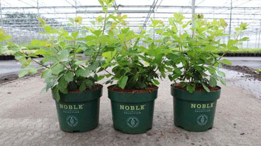 Rhus GRO-LOW NOBLE® Rhus GRO-LOW NOBLE® Rhus GRO-LOW NOBLE® Rhus GRO-LOW NOBLE®