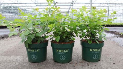 Rhus GRO-LOW NOBLE® Rhus GRO-LOW NOBLE®