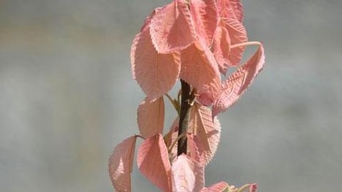 ©C. Desheulles ©C. Desheulles