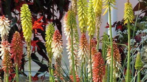 ©Graines Voltz ©Graines Voltz