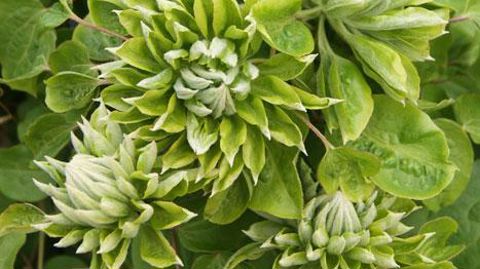 ©Philippe GROLIER ©Philippe GROLIER