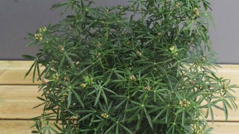 ©Kerisnel ©Kerisnel