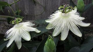 ©Javoy plantes ©Javoy plantes ©Javoy plantes ©Javoy plantes