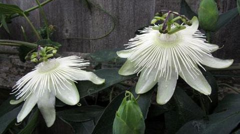 ©Javoy plantes ©Javoy plantes