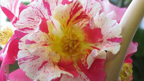 ©Valérie Vidril ©Valérie Vidril