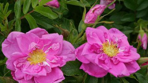 ©Globe Planter ©Globe Planter