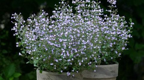 ©FLEUROSELECT ©FLEUROSELECT