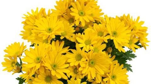 ©Brandkamp ©Brandkamp