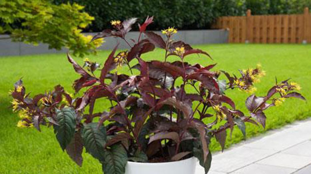 ©Plantarium ©Plantarium ©Plantarium ©Plantarium