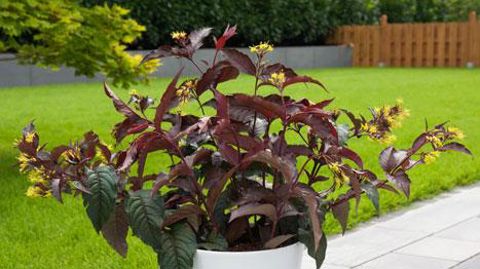 ©Plantarium ©Plantarium