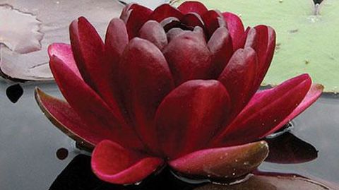 ©G. Delbard ©G. Delbard