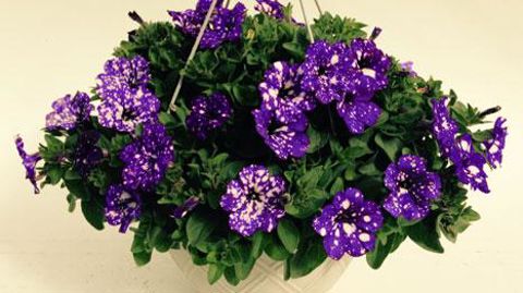 © SELECTA © SELECTA