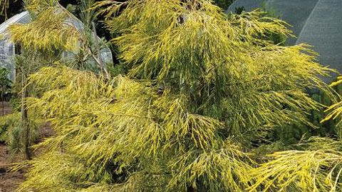 Photo : ©I. Cordier Photo : ©I. Cordier